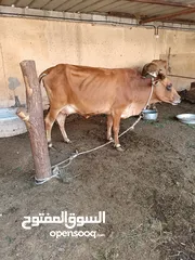  1 أبقار للبيع