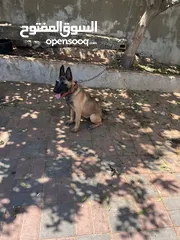  1 كلب بوليسي صغير للبيع