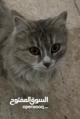  3 قطة شانشيلا مهجن انثى