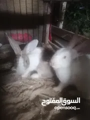  6 ارانب للبيع