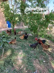 6 مزرعه 5 دونم في بغداد الرضوانيه على شارعين تبليط قرب القطاع الزراعي