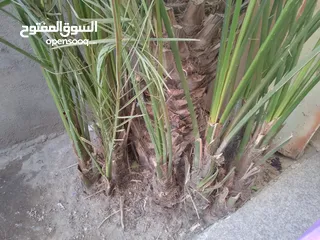  2 فرخ نخل برحي