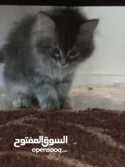  6 قطط للبيع عمر شهرين اثنين سكوتش فولد لون رمادي ،وانثى رمادي وابيض شانشيلا عمرين شهرين لعوبات حنونات