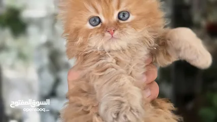  7 شركة توصيل قطط