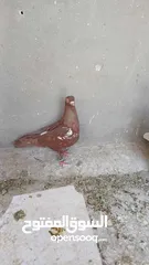  4 طيور حمام.