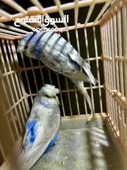  4 كوم طيور حب هوجو شغاله