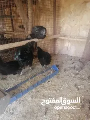  4 بيض مخصب للفقاسات