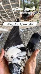  2 طيور باكستانيه