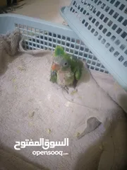  1 green parrot  active