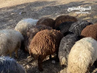  3 خرفان بلدي للبيع