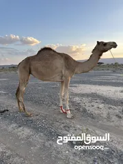  4 ناقه للبيع