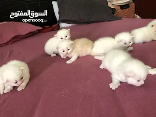  4 Cat baby Persian