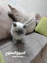  3 قطه هملايا عمره ثلث شهور معها كل اغراضه