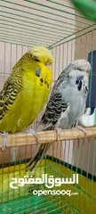  3 زوج طيور حب انكيزي چانبيون