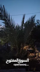  1 منزل مميز للبيع