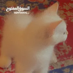  2 قطط اثنين للبيع ذكر وأنثى العمر شهرين ونص لعوبات ومتعلمات ع لتربوكس وياكلون اكل بيت ودراي فود