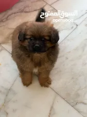  4 Peganese dog for sale