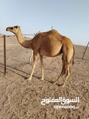  3 بكره لجيه للبيع سمين مطعومه