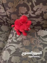  6 مجموعة دباديب مختلفة للبيع