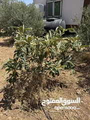  8 مزرعة للبيع