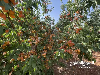  22 مزرعة و شاليه مميزة للبيع في منطقة الكمشة - الزرقاء