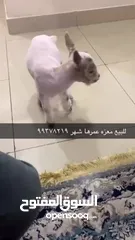  2 للبيع ماعز