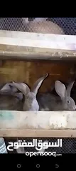  9 ارنب اللبيع