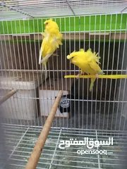  8 طيور للبيع