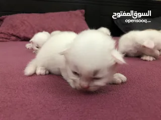  18 Cat baby Persian