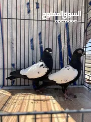  1 جوز مزهورات سود