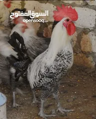  1 جاج فيومي للبيع فقط 3د