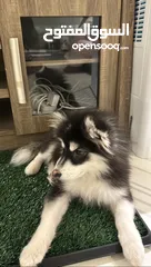  2 Pomsky للبيع