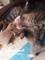  4 1 month  kitten