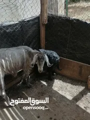  4 عنز راميه الحبات جديد وراها صخله حلب  سعر 250دينار