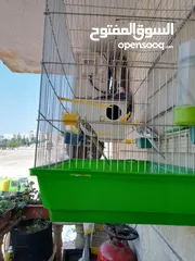  2 ببغاء كوكتيل ذكر وانثى مع قفص