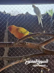  2 صن أليف طيران حر