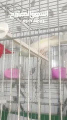  4 ثلاث حبات كنار جوز جزري اصلي مع انثى كنار اون ابيض مع اقفاص جديدة