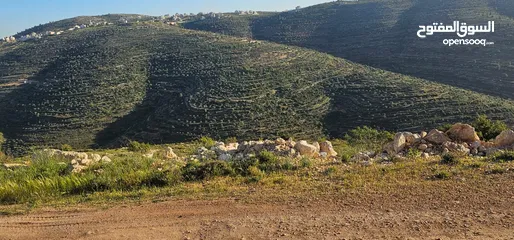  12 قطعة أرض للبيع من أراضي بلدة سنجل منطقة غرابة، مطلة على الساحل، منطقة A، قوشان طابو سلطة مستقل