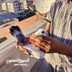  1 الجوز علا 10 اما الباقي الحبه علا 2
