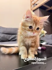  10 Cute Persian kittens