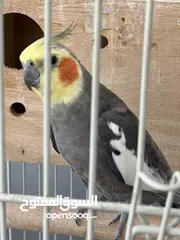  2 Cockatiel طائر