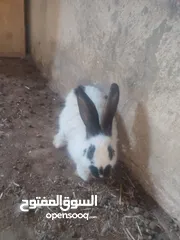  3 اناثي بابيون عدد 2 قابل للبدل على اناثي  اقرا الوصف