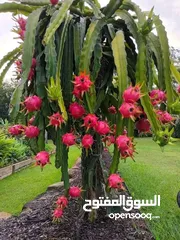  1 مشتل السيدة زينب لي الأشجاره المتمر و زينه جمله و قطاعي