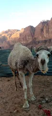  1 ناقه ثنيه ضحيه الرجاء التواصل مع ابو قاسم صاحب العلاقه على  وتس اب