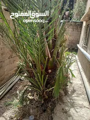  3 شجرة نخيل مثمرة