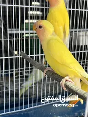  5 عصافير روز