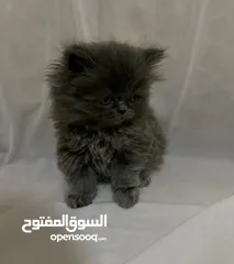  7 قطط للبيع النوع شيرازي لعوبين جدا