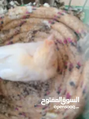  15 كنار جواز مع بيض وفي اجواز مع افراخ