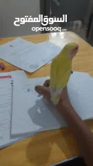  2 ببغاء روز مدرب