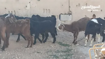  3 10جدايه لحم طيبات